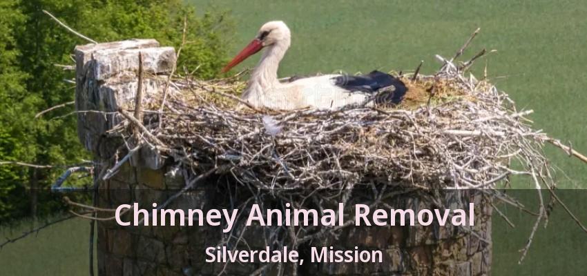 Chimney Animal Removal Silverdale, Mission - BC
